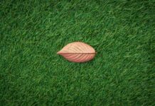 The Perfect Lawn: How to Maintain Healthy Grass Year-Round Lawn